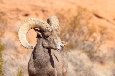 Nevada 'da, İtfaiye Vadisi' nde bir çöl ağılının koyun koçu.