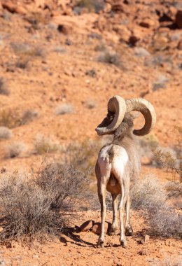 Nevada 'da, İtfaiye Vadisi' nde bir çöl ağılının koyun koçu.