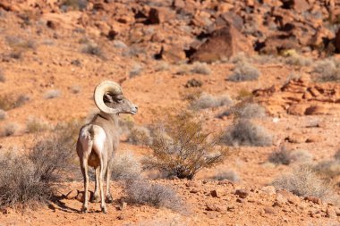 Nevada 'da, İtfaiye Vadisi' nde bir çöl ağılının koyun koçu.