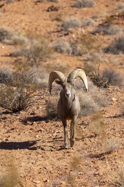 Nevada 'da, İtfaiye Vadisi' nde bir çöl ağılının koyun koçu.