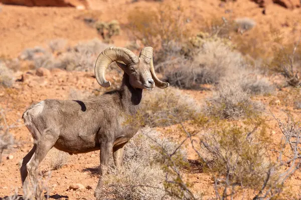 Nevada 'da, İtfaiye Vadisi' nde bir çöl ağılının koyun koçu.