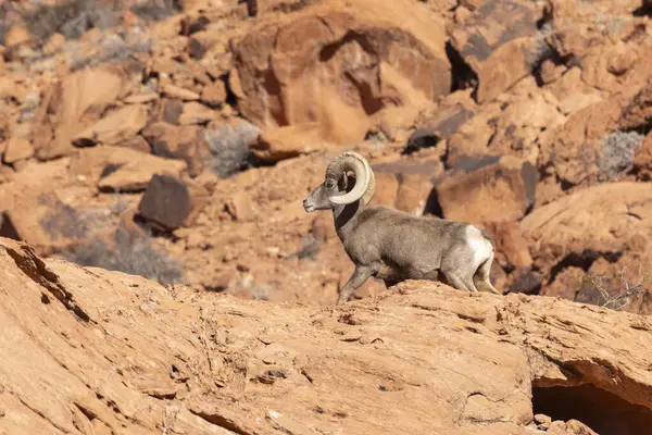 Nevada 'da, İtfaiye Vadisi' nde bir çöl ağılının koyun koçu.
