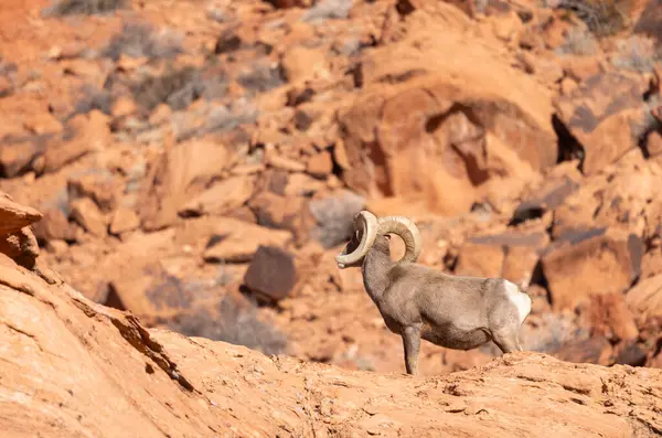 Nevada 'da, İtfaiye Vadisi' nde bir çöl ağılının koyun koçu.