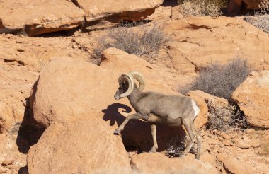 Nevada 'da, İtfaiye Vadisi' nde bir çöl ağılının koyun koçu.