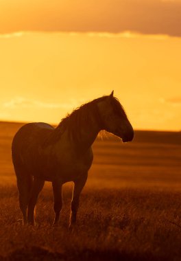 Gün batımında Utah çölünde vahşi bir at.