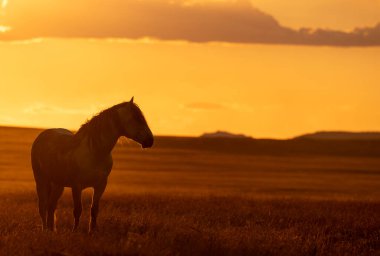 Gün batımında Utah çölünde vahşi bir at.