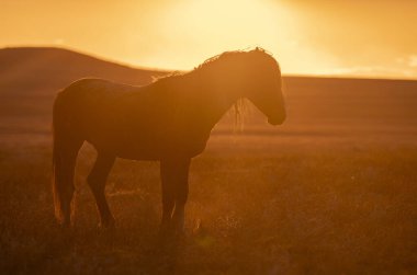 Gün batımında Utah çölünde vahşi bir at.