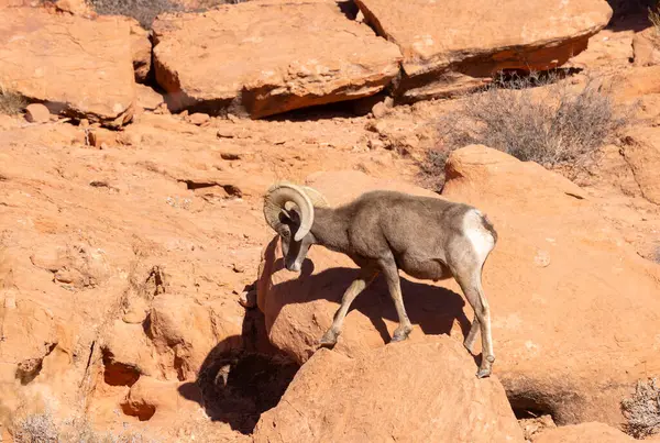 Nevada 'da, İtfaiye Vadisi' nde bir çöl ağılının koyun koçu.