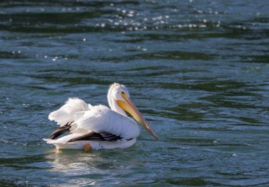 Beyaz bir pelikan Wyoming 'de bir nehirde