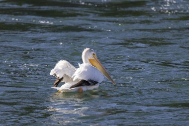 Beyaz bir pelikan Wyoming 'de bir nehirde