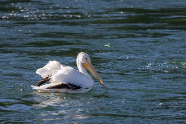 Beyaz bir pelikan Wyoming 'de bir nehirde