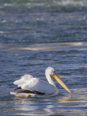 Beyaz bir pelikan Wyoming 'de bir nehirde