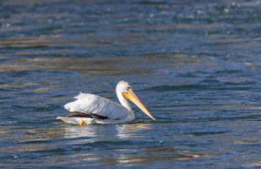 Beyaz bir pelikan Wyoming 'de bir nehirde