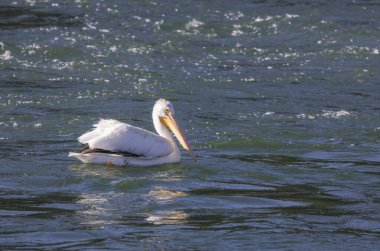 Beyaz bir pelikan Wyoming 'de bir nehirde