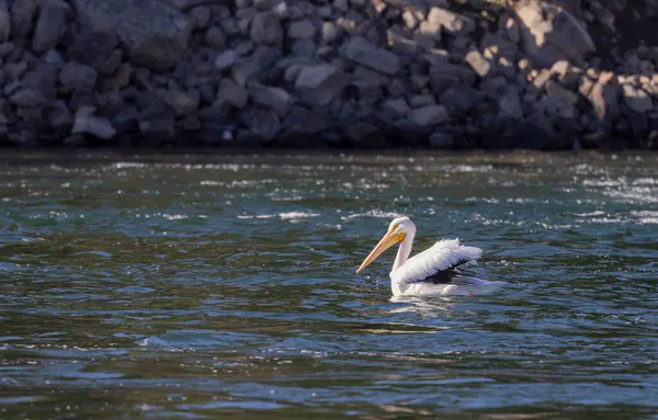 Beyaz bir pelikan Wyoming 'de bir nehirde
