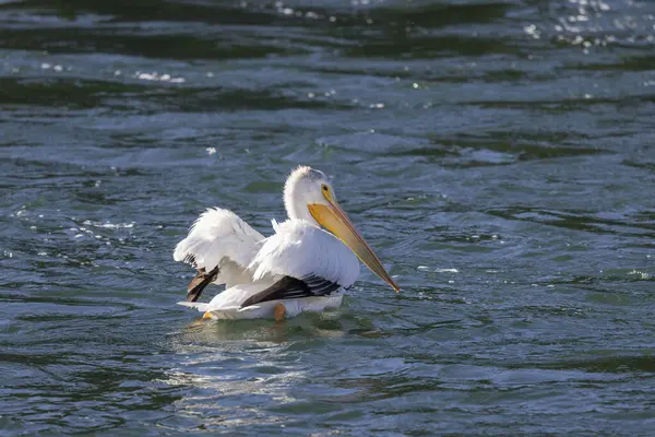 Beyaz bir pelikan Wyoming 'de bir nehirde