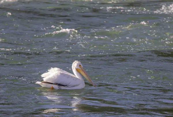 Beyaz bir pelikan Wyoming 'de bir nehirde