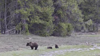 Baharda Wyoming 'de bir boz ayı ve yavruları