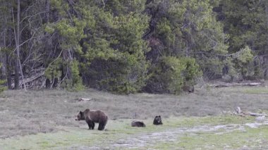 Baharda Wyoming 'de bir boz ayı ve yavruları