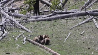Baharda Yellowstone Ulusal Parkı 'nda bir boz ayı ve yavruları var.