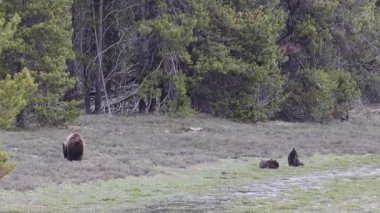 Baharda Yellowstone Ulusal Parkı 'nda bir boz ayı ve yavruları var.