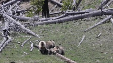 Baharda Yellowstone Ulusal Parkı 'nda bir boz ayı ve yavruları var.