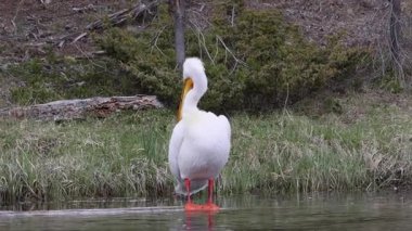 Baharda Yellowstone Ulusal Parkı 'ndaki bir nehirde beyaz bir pelikan.