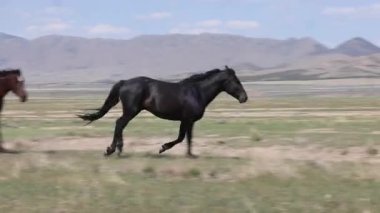 Utah çölünde ilkbaharda vahşi atlar