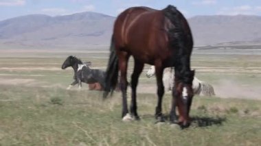 Utah çölünde ilkbaharda vahşi atlar