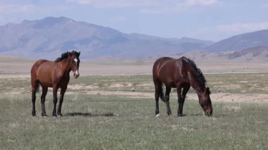 Utah çölünde ilkbaharda vahşi atlar
