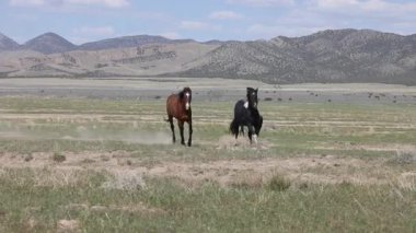 Utah çölünde ilkbaharda vahşi atlar