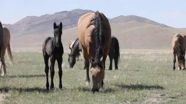 Utah çölünde ilkbaharda vahşi atlar