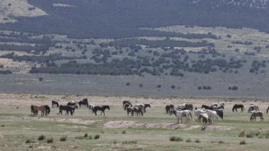 Utah çölünde ilkbaharda vahşi atlar