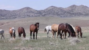 Utah çölünde ilkbaharda vahşi atlar