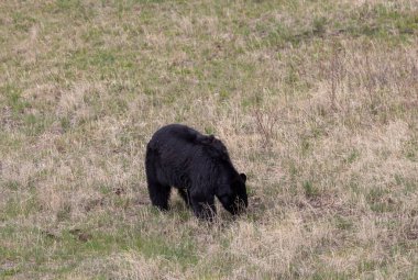 Yellowstone Ulusal Parkı Wyoming 'de baharda bir kara ayı.