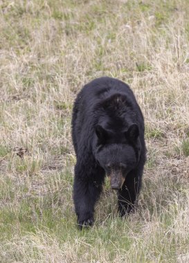 Yellowstone Ulusal Parkı Wyoming 'de baharda bir kara ayı.