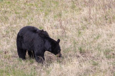Yellowstone Ulusal Parkı Wyoming 'de baharda bir kara ayı.