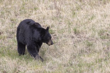 Yellowstone Ulusal Parkı Wyoming 'de baharda bir kara ayı.