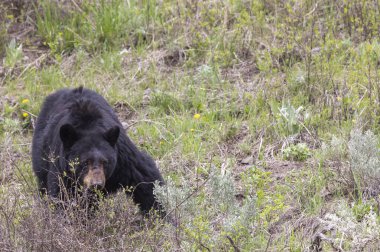 Yellowstone Ulusal Parkı Wyoming 'de baharda bir kara ayı.