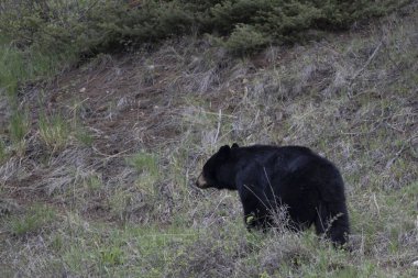 Yellowstone Ulusal Parkı Wyoming 'de baharda bir kara ayı.