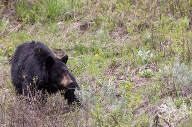 Yellowstone Ulusal Parkı Wyoming 'de baharda bir kara ayı.