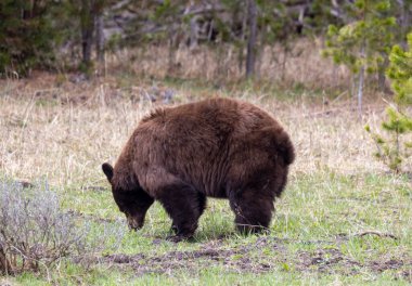 Yellowstone Ulusal Parkı Wyoming 'de baharda bir kara ayı.