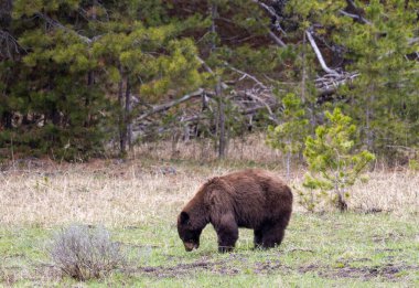 Yellowstone Ulusal Parkı Wyoming 'de baharda bir kara ayı.