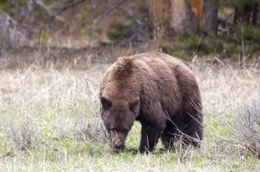 Yellowstone Ulusal Parkı Wyoming 'de baharda bir kara ayı.