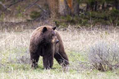 Yellowstone Ulusal Parkı Wyoming 'de baharda bir kara ayı.