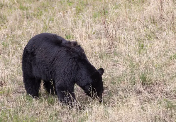 Yellowstone Ulusal Parkı Wyoming 'de baharda bir kara ayı.