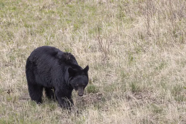 Yellowstone Ulusal Parkı Wyoming 'de baharda bir kara ayı.