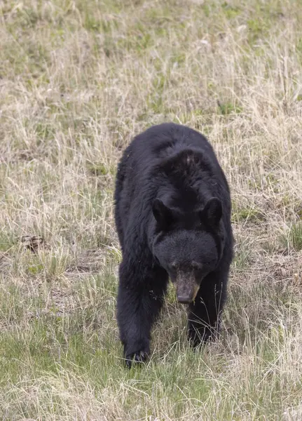 Yellowstone Ulusal Parkı Wyoming 'de baharda bir kara ayı.