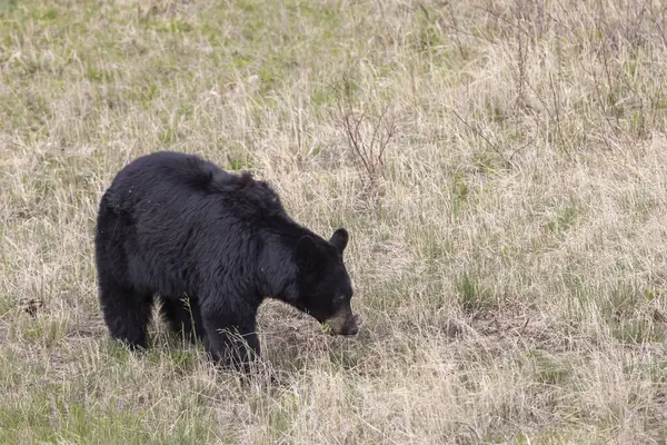 Yellowstone Ulusal Parkı Wyoming 'de baharda bir kara ayı.