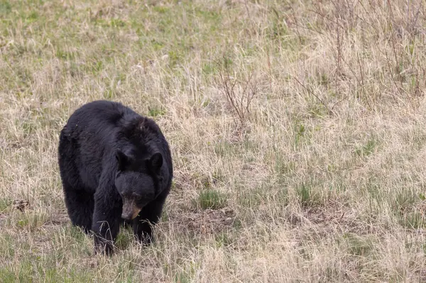 Yellowstone Ulusal Parkı Wyoming 'de baharda bir kara ayı.